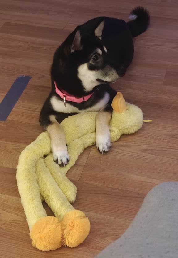 A shiba inu named Lucy lies on the floor with a toy stuffed duck.